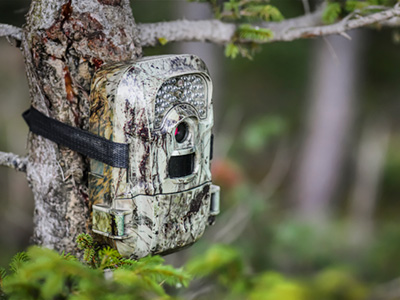 Trail cam attached to a tree